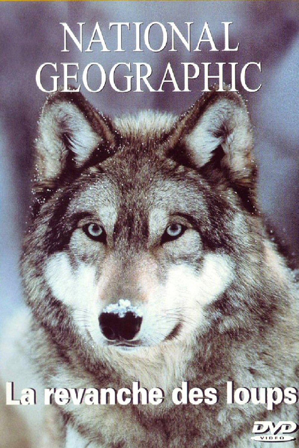 Постер In the Valley of the Wolves